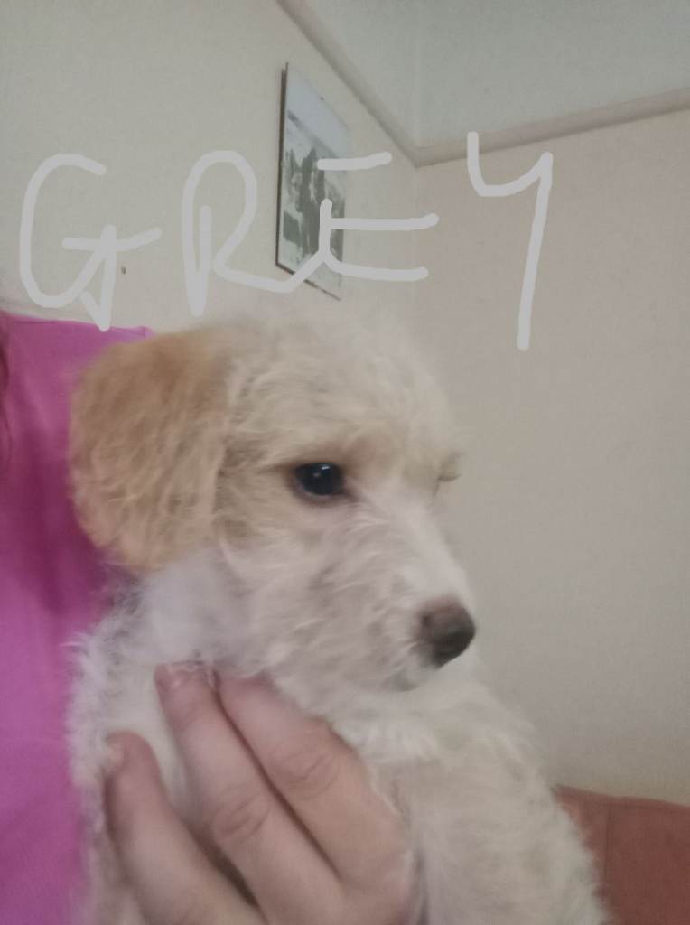 Cockapoo x Jack Russell Girls Ready & waiting 