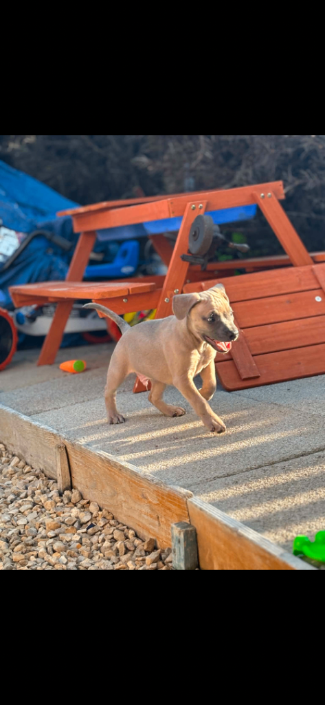 2 male Whippet/French Bull dogs, ready to go to there new homes. 