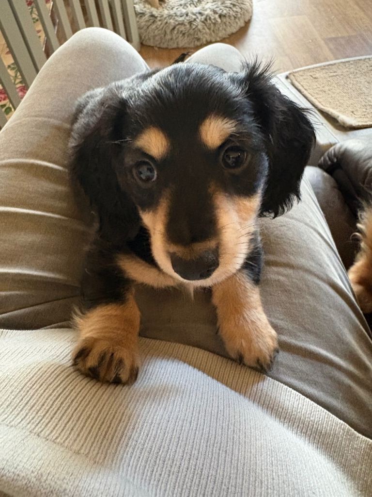 KC Reg Miniature Long Haired Dachshund Puppies 🐾
