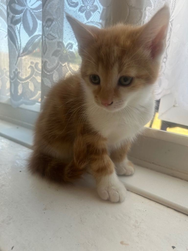 Kittens 