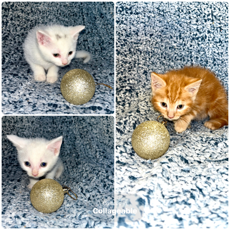 3 Playful Kittens 
