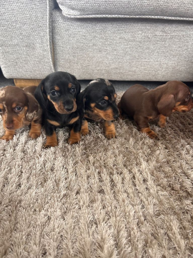 Miniature dachshund puppies 