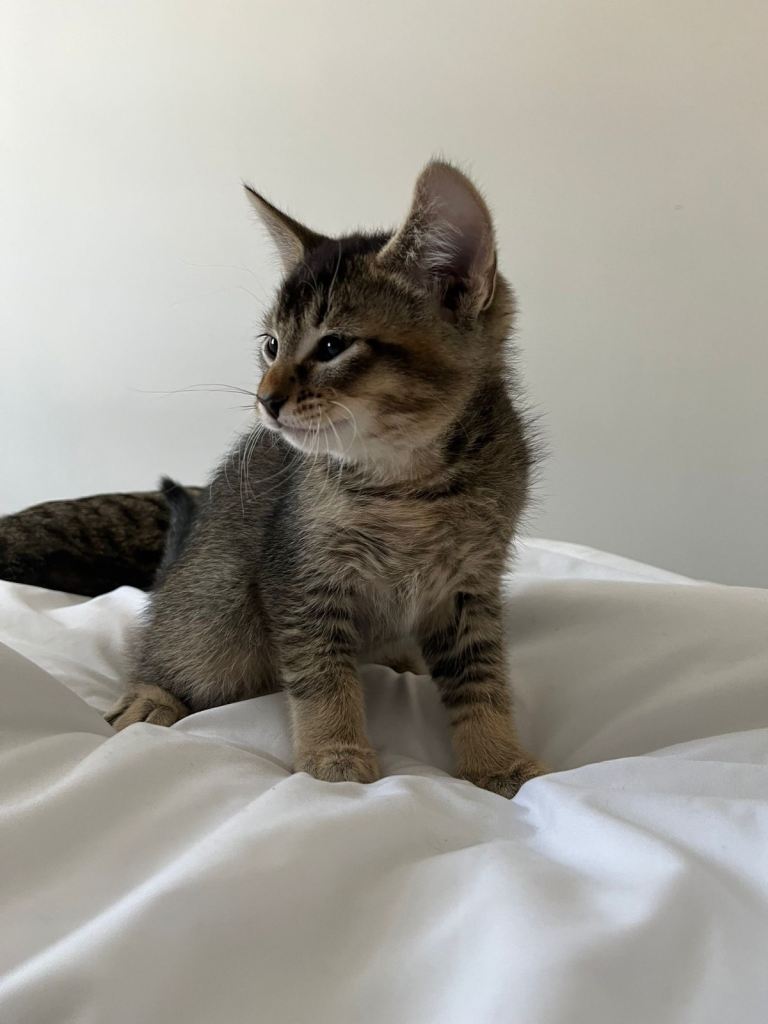 4 Abyssinian/Bengal Mix LEFT ! out of 6