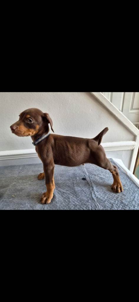 Doberman pups 