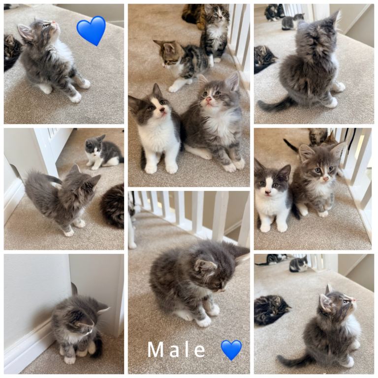 Gorgeous fluffy grey & white male kitten 💙