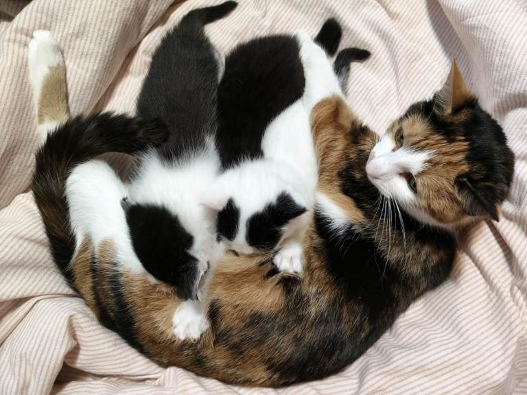 🐾 (only one left) Three Adorable Kittens Looking for Loving Homes! 🐾