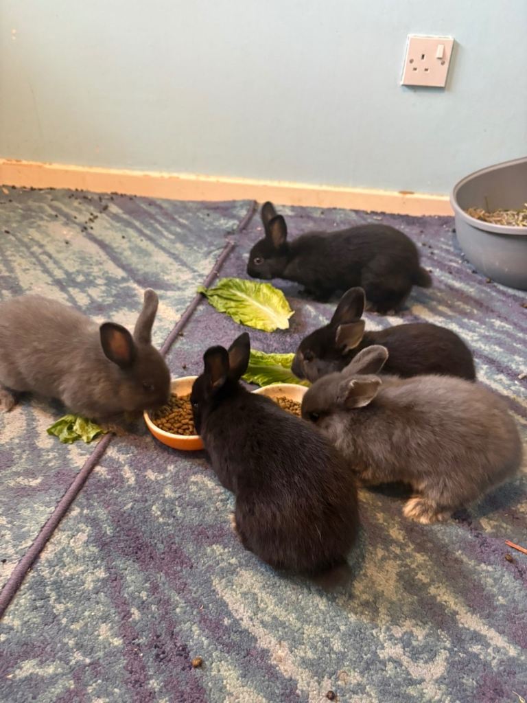 X6 bunnies 