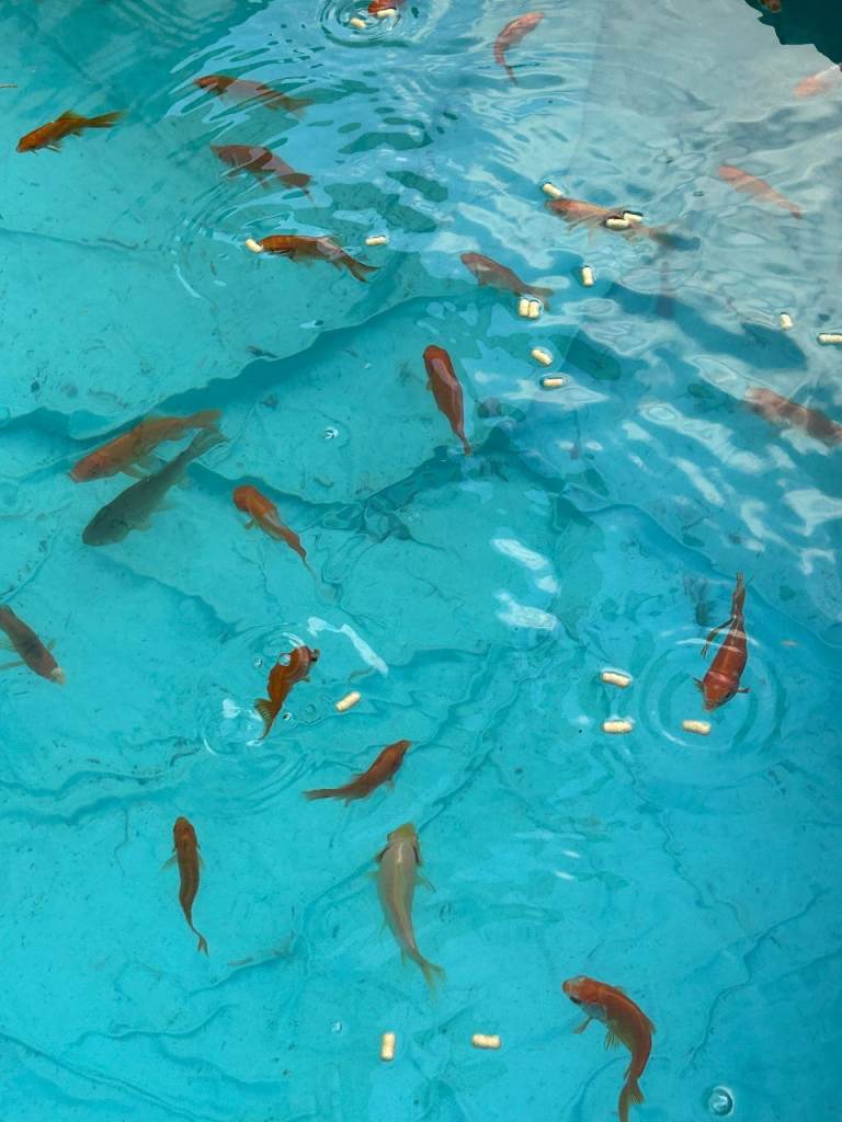 GOLDFISH FOR SALE STAINES-UPON-THAMES