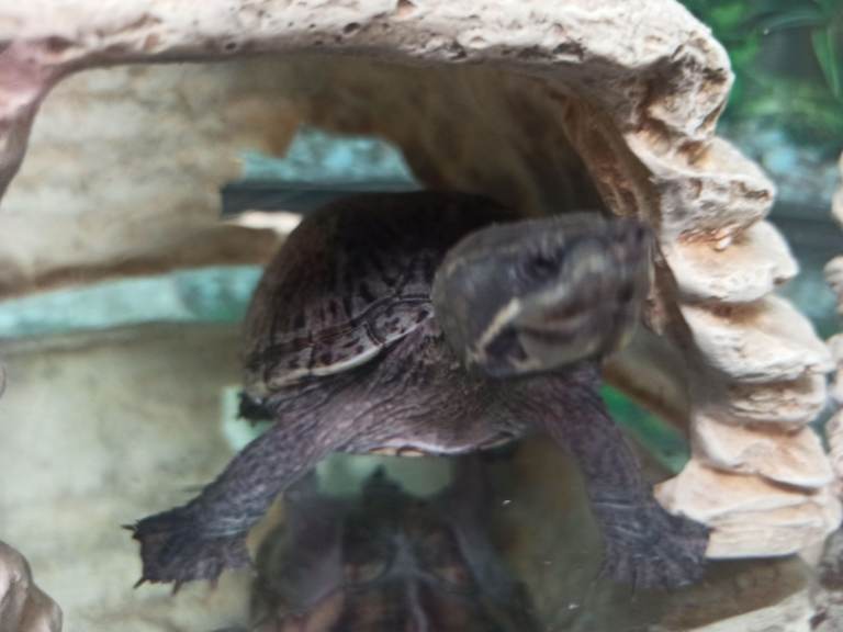 Tropical fishes cichlids