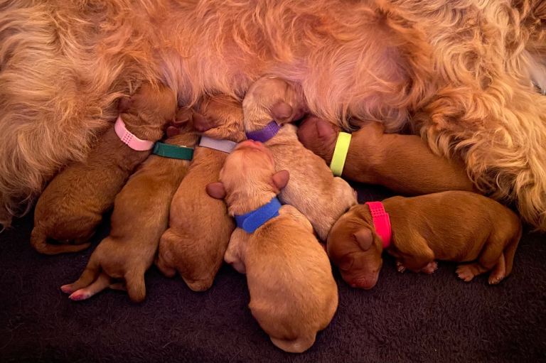 7 beautiful cavacockapoos for sale 