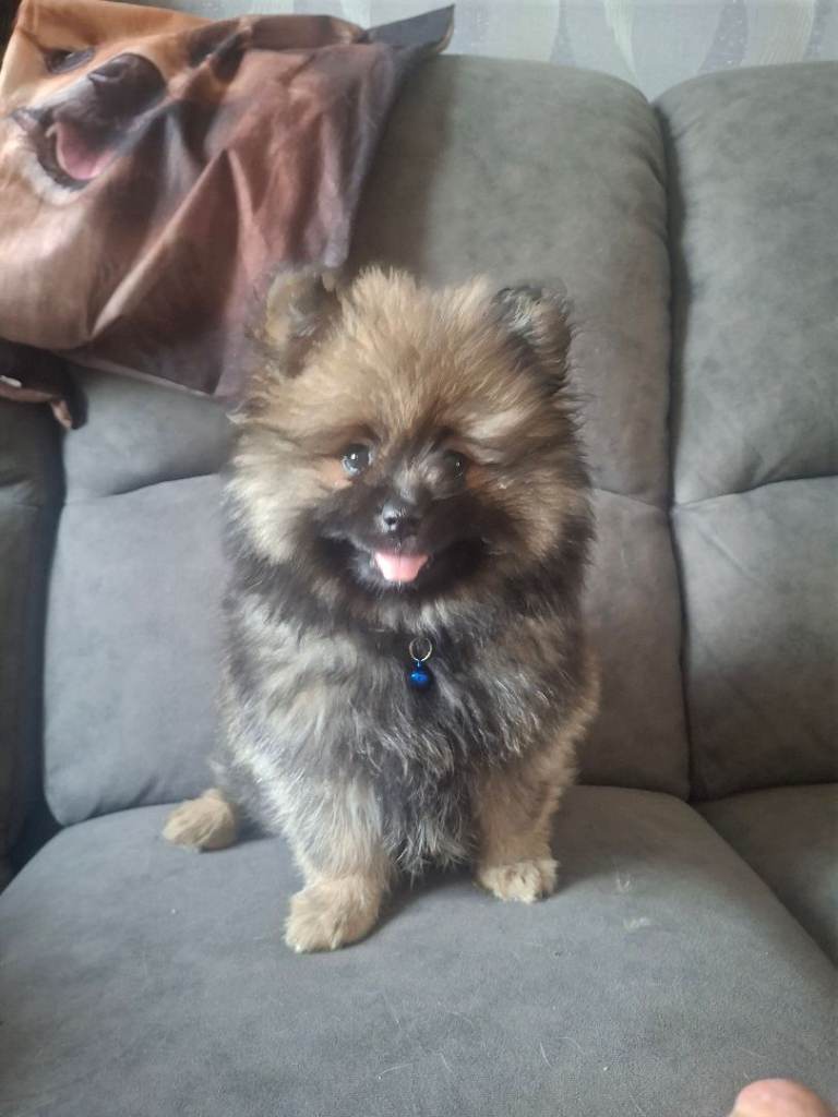 #BARGIN#9wk old Beautiful pom boy ready now!!!🥰