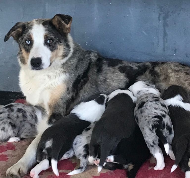 Stunning sheepdog pups for sale 