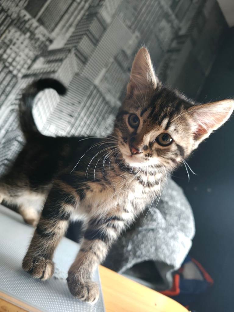 Kittens Available York (May 1st)