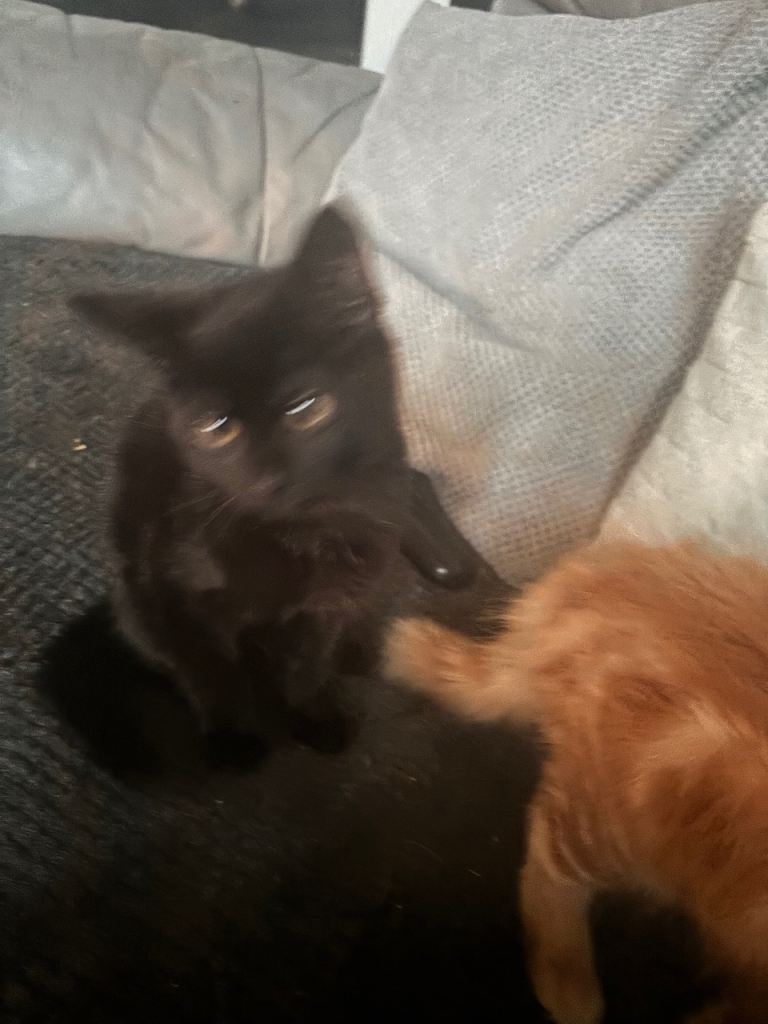 Kittens 