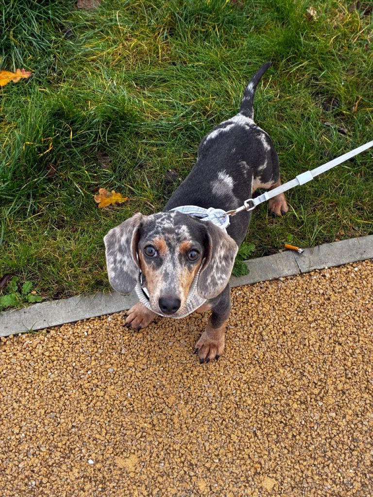 Miniature dachshund 6 months old