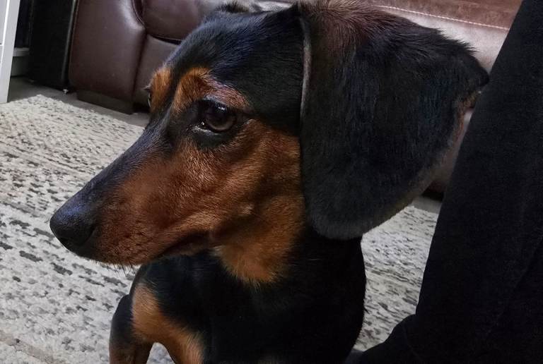 Dachsund female 