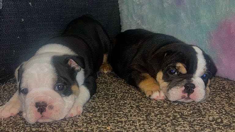 Old Tyme Bulldog X Old English Girl Puppy’s