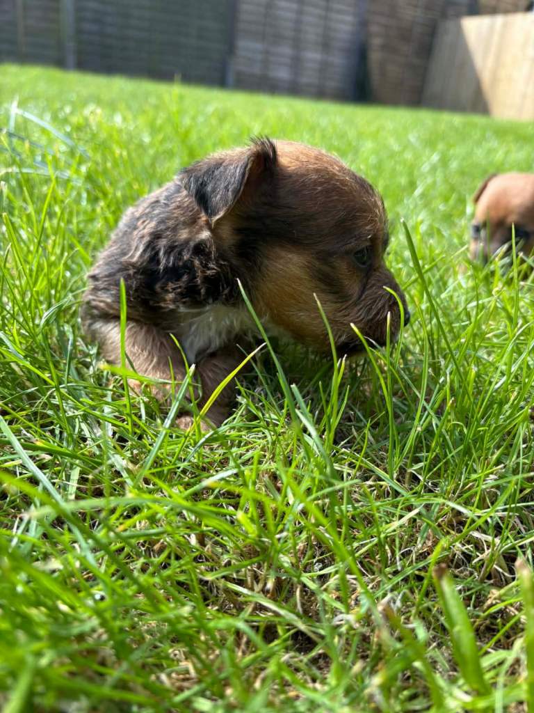 miniature Jack Russell puppies