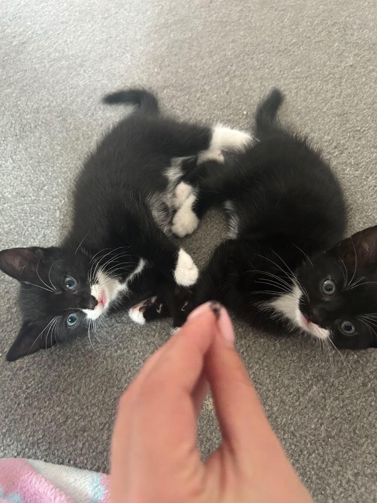 Kittens