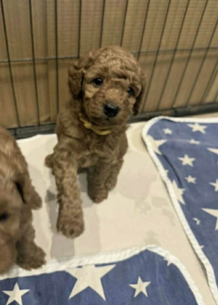Beautiful Cavapoo girl looking for a loving forever home