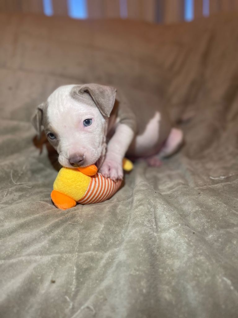 Stander bully’s  (NOT XL) 