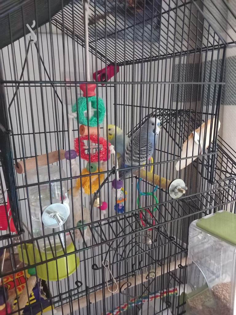 2 x budgies, cage and full set up