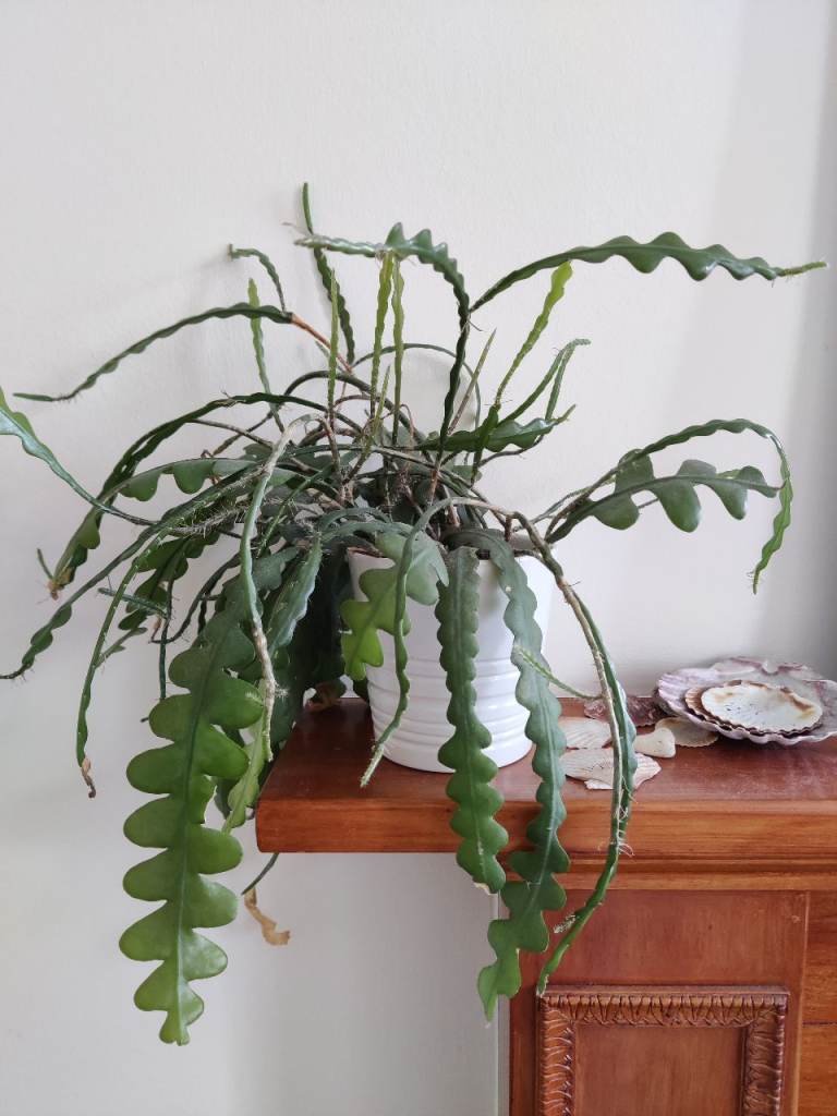 Indoor Houseplant - Fishbone Cactus 
