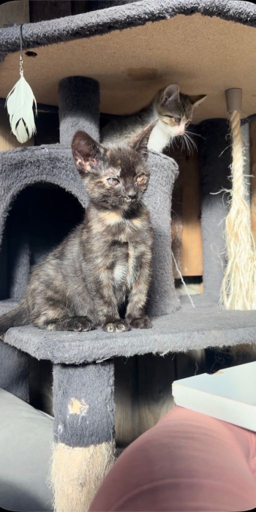Tabby kitten and black calico kitten
