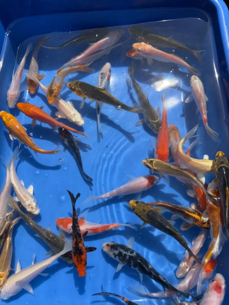 Butterfly Koi and Small Koi