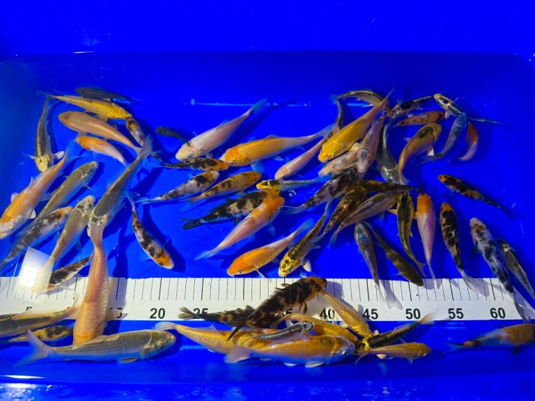 Koi Pond Fish