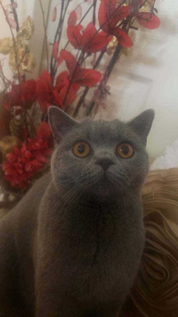 British shorthair cat 