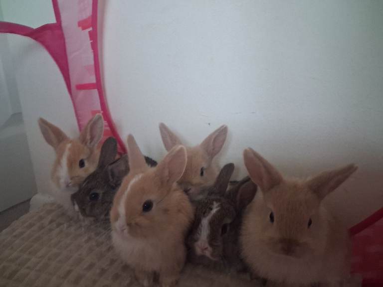 Gorgeous Netherland Dwarf x Mini Lop rabbits