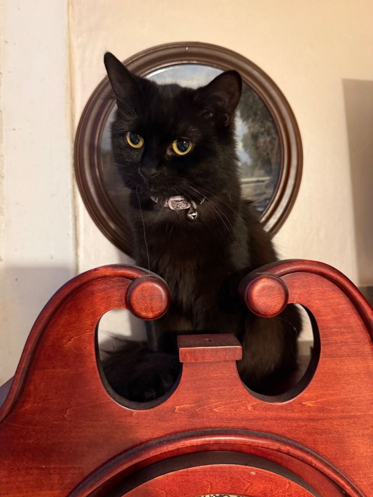 Long haired kitten for sale 