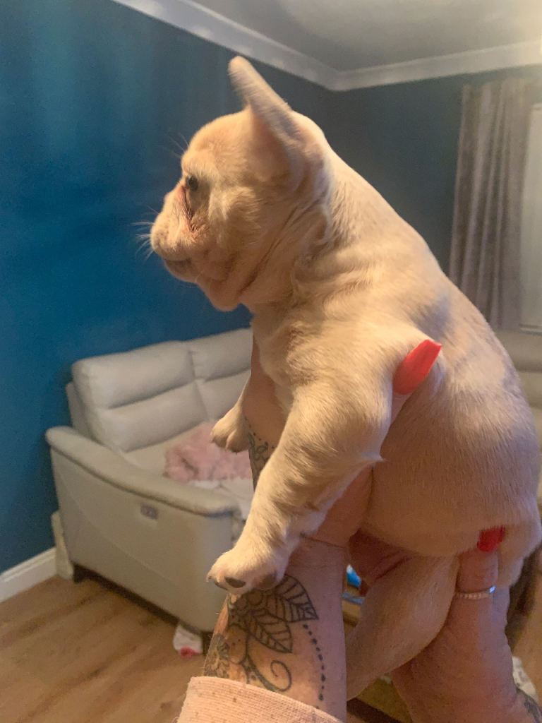 Quality fluffy French Bulldog pups 