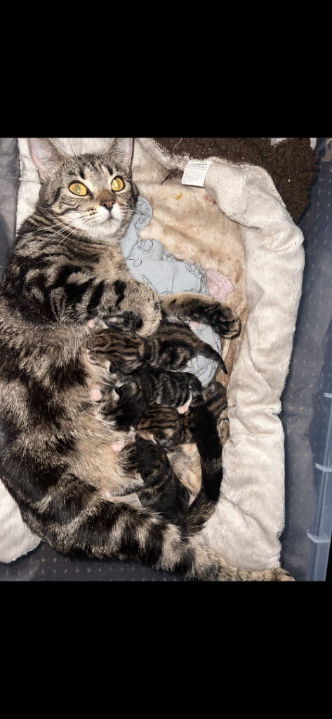 4 Beautiful Kittens 