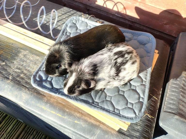 Pair of young guinea pigs for sale