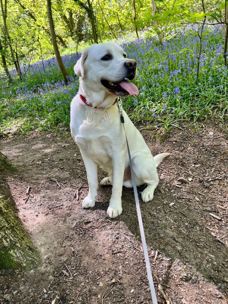 2yr old male Labrador 