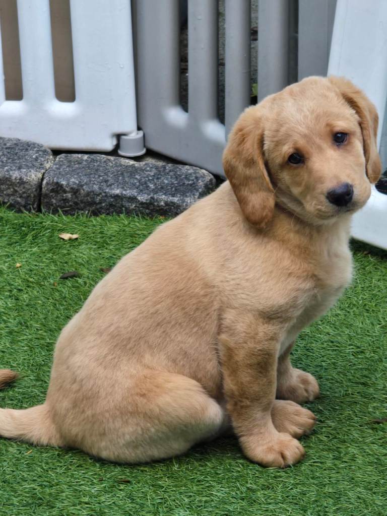🐾 Beautiful Multi Apricot Wavy Fleece Labradoodle Puppies Family Raised Toilet Trained Vaccinated