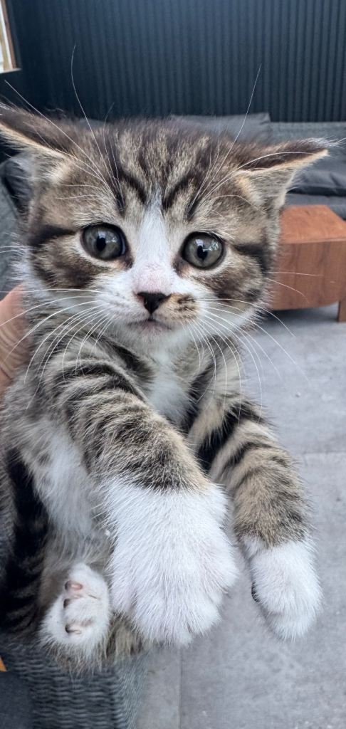 Half British short hair kitten 