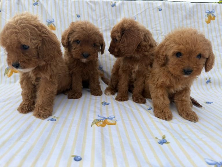 Stunning cavapoos