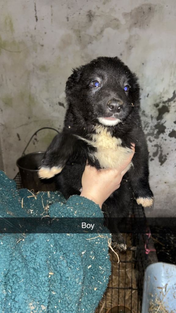 Border collie x kelpie puppies 