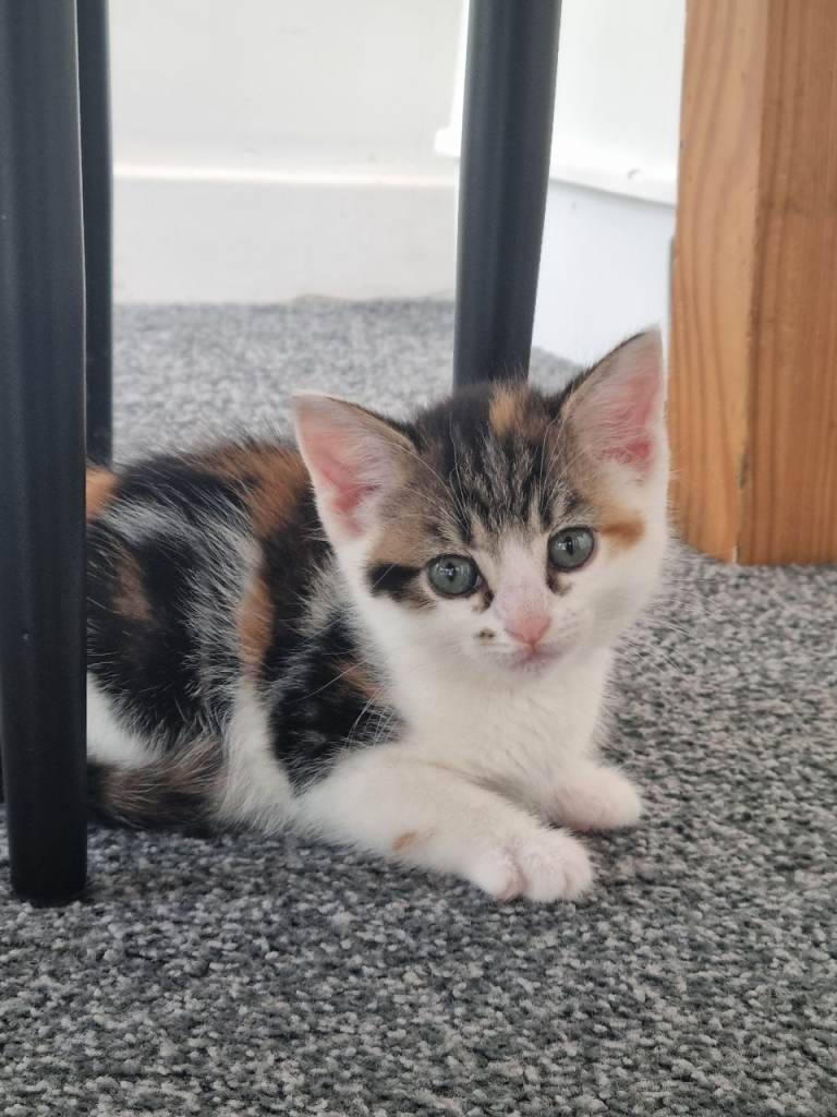 7 Adorable Kittens Looking for Loving Homes – 4 Girls & 3 Boys