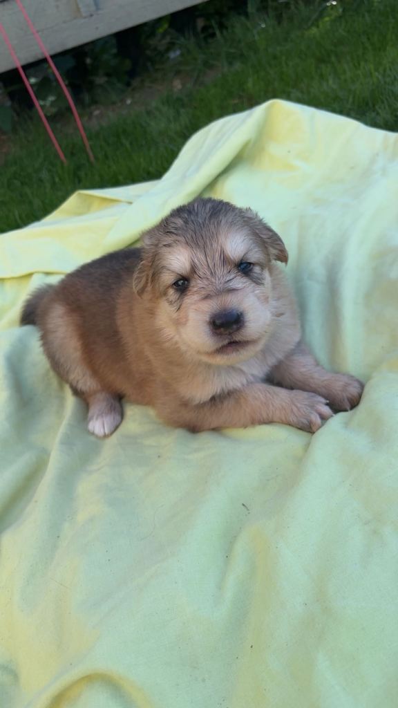 German shepherd pups