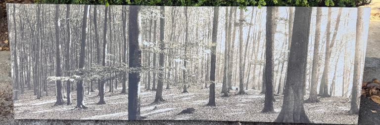 Large Forest Scene Canvas Wall Art – Grey/White, Good Condition