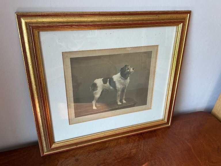 Vintage Photo of Terrier