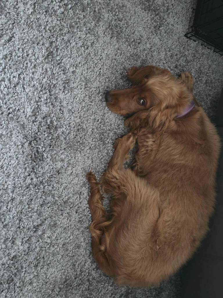 Golden cocker spaniel 