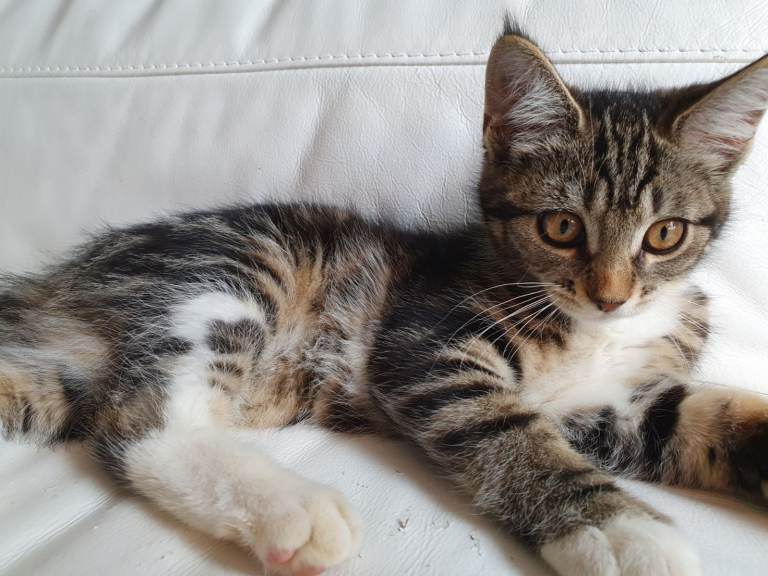 2 Maine Coon cross kittens for sale