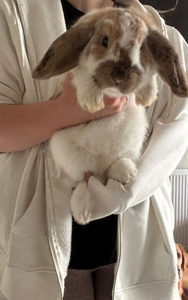 Lop Rabbits For Loving Homes