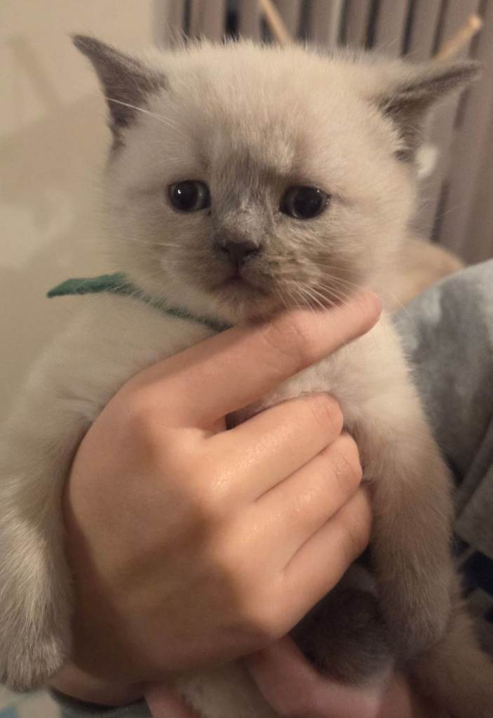 Colour point kittens 