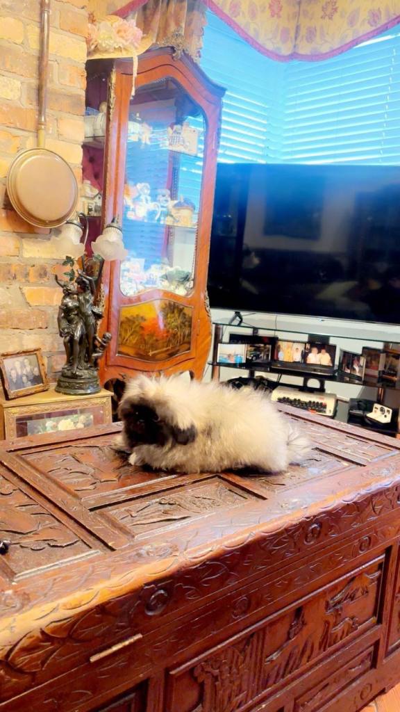 Stunning pedigree PEKINGESE puppies 